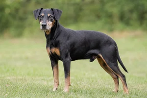 German Pinscher — senior