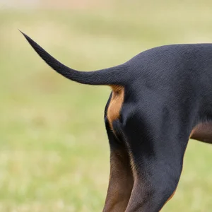 German Pinscher — tail