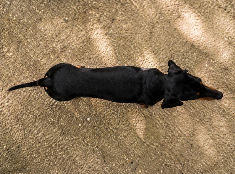 German Pinscher — top