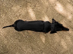 German Pinscher — top