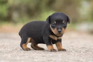 German Pinscher — young puppy (~1 mo)