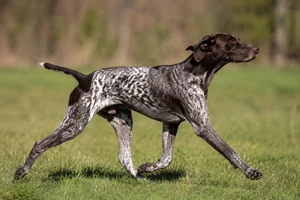 German Pointer — running