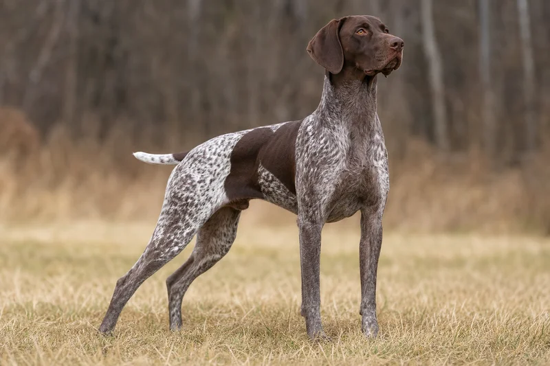 German Pointer — adult