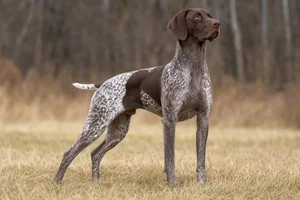 German Pointer — adult