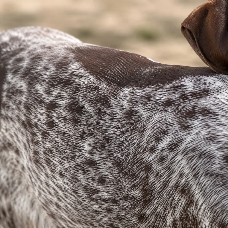 German Pointer — coat texture