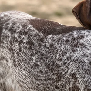 German Pointer — coat texture
