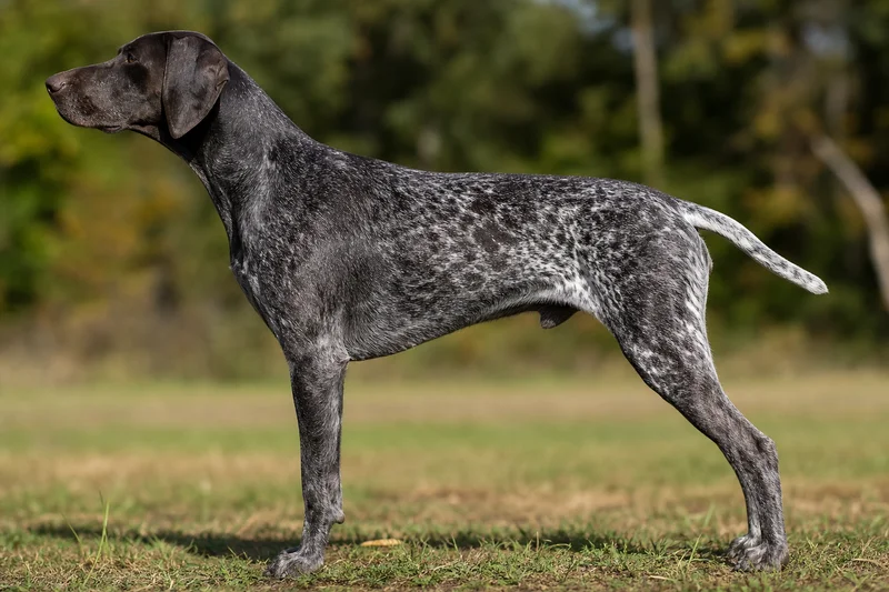 German Pointer — Black Roan coat