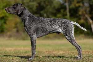 German Pointer — Black Roan coat