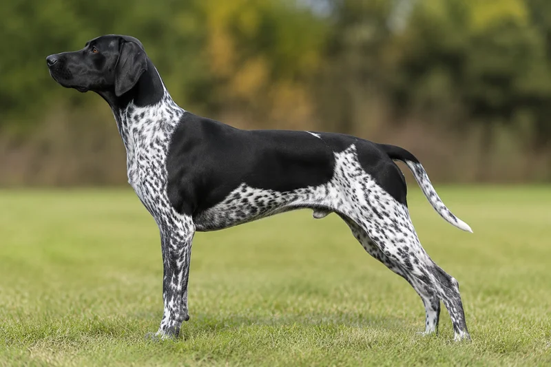 German Pointer — Black & White coat