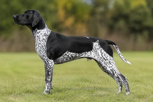 German Pointer — Black & White coat