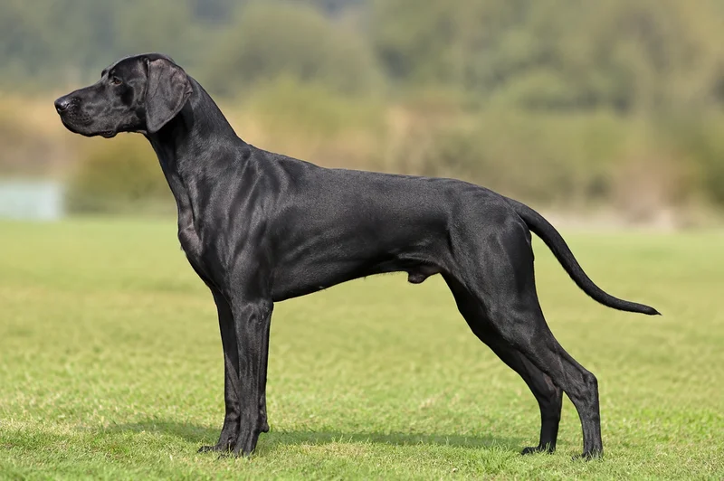 German Pointer — Black coat