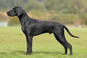 German Pointer — Black coat