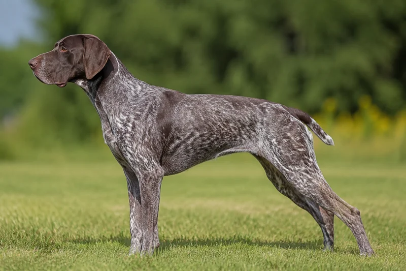 German Pointer — Liver Roan coat