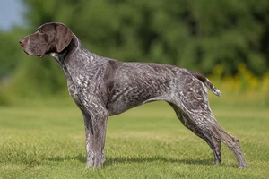 German Pointer — Liver Roan coat