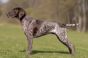 German Pointer — Liver & White coat