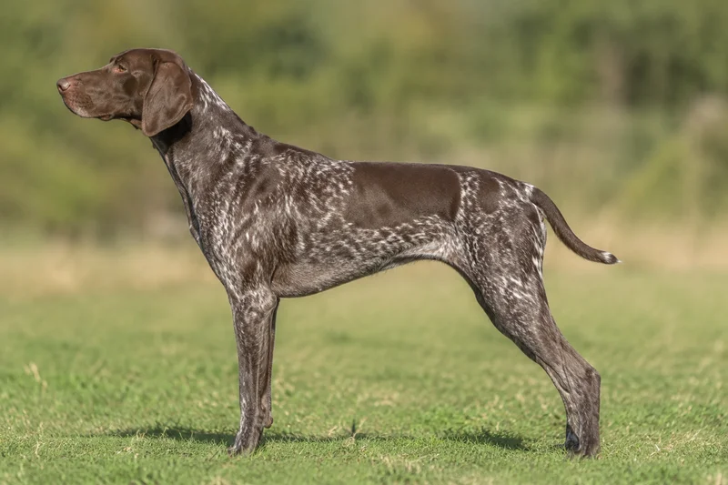 German Pointer — Liver coat