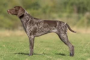 German Pointer — Liver coat