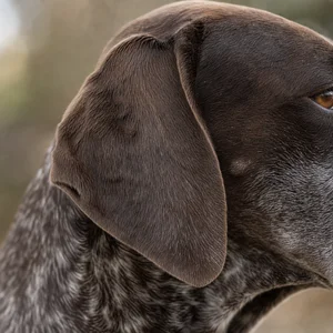 German Pointer — ears