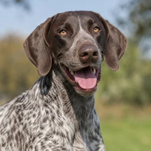 German Pointer — happy