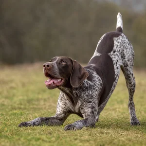 German Pointer — playful