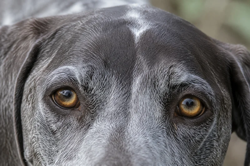 German Pointer — eyes
