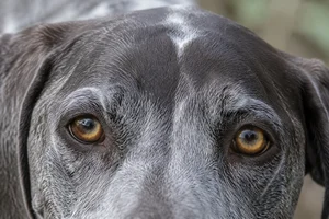 German Pointer — eyes