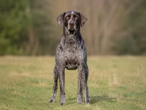 German Pointer — front