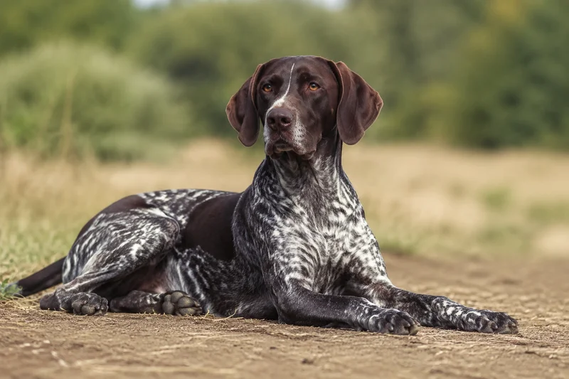 German Pointer — lying down