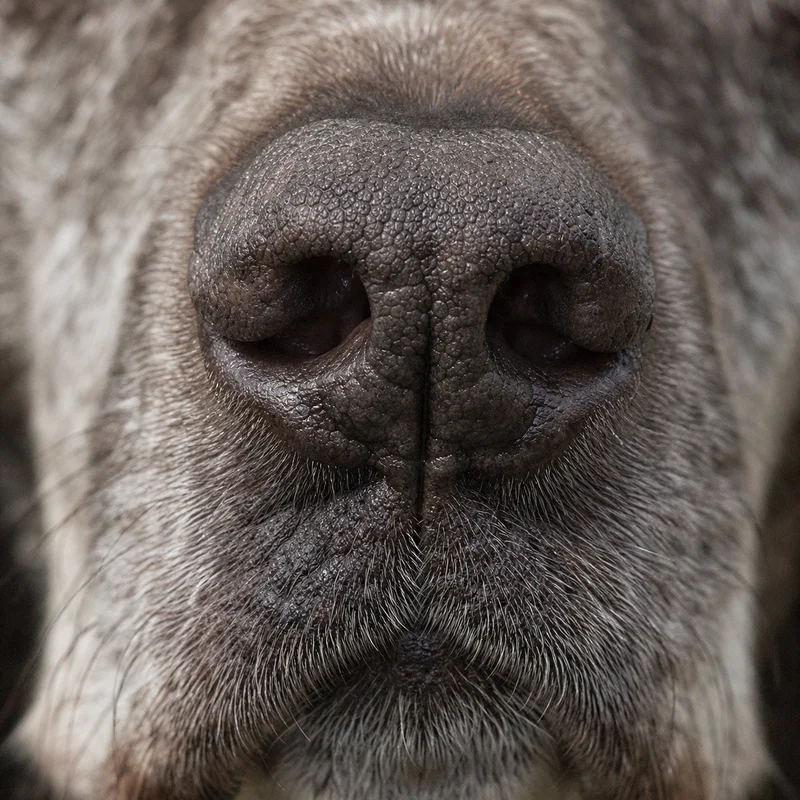 German Pointer — nose
