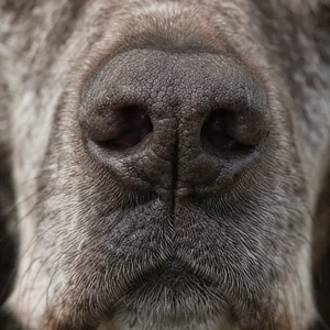 German Pointer — nose