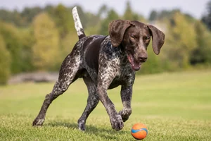 German Pointer — playing