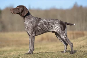German Pointer dog