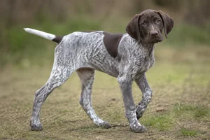German Pointer — puppy (~4 mo)