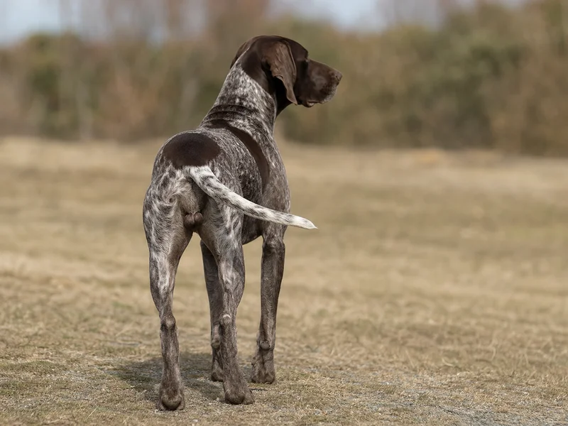 German Pointer — rear