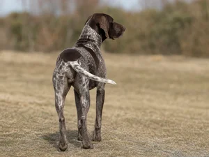 German Pointer — rear