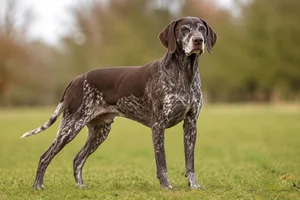 German Pointer — senior