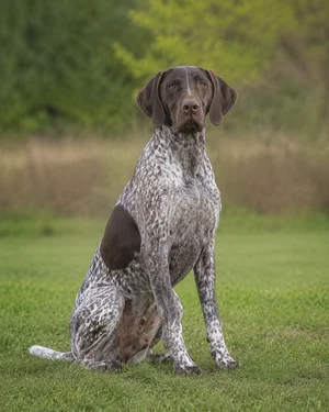 German Pointer — sitting