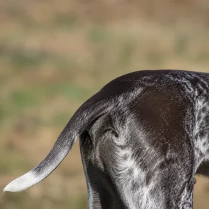 German Pointer — tail