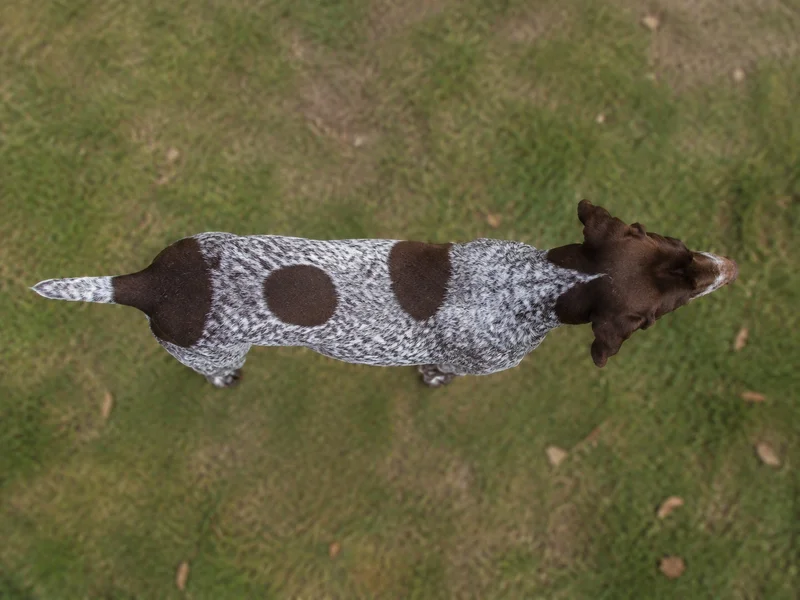 German Pointer — top