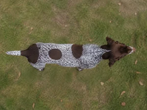 German Pointer — top