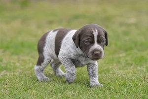 German Pointer — young puppy (~1 mo)