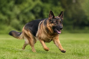 German Shepherd Dog — running