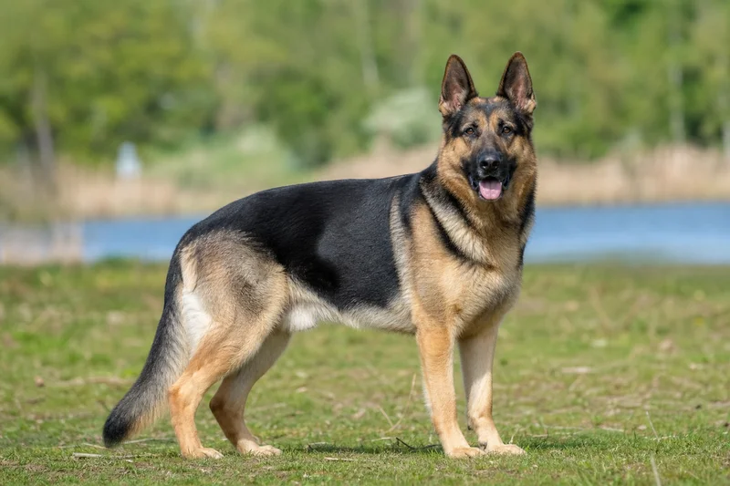 German Shepherd Dog — adult