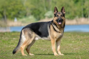 German Shepherd Dog — adult