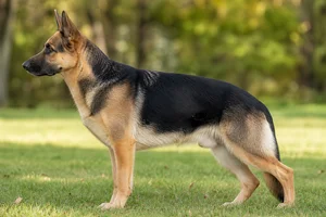 German Shepherd Dog — Bi-color coat