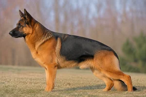 German Shepherd Dog — Black and Red coat