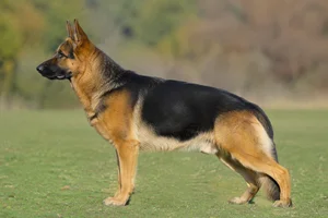 German Shepherd Dog — Black and Tan coat