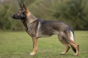 German Shepherd Dog — Sable coat