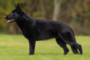 German Shepherd Dog — Solid Black coat