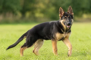 German Shepherd Dog — puppy (~4 mo)